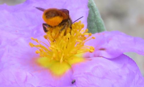 Osmia sp.